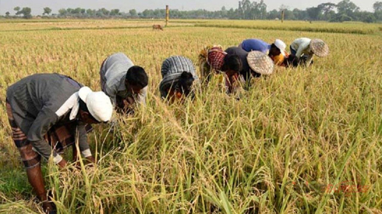 কৃষক শক্তিশালী হলে দেশ শক্তিশালী হবে কৃষিমন্ত্রী