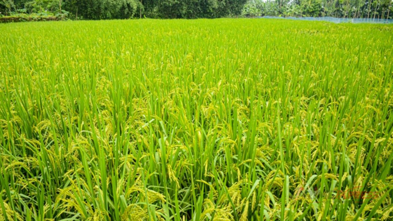 আউশ চাষে বদলে যাচ্ছে রংপুরের কৃষির চিত্র