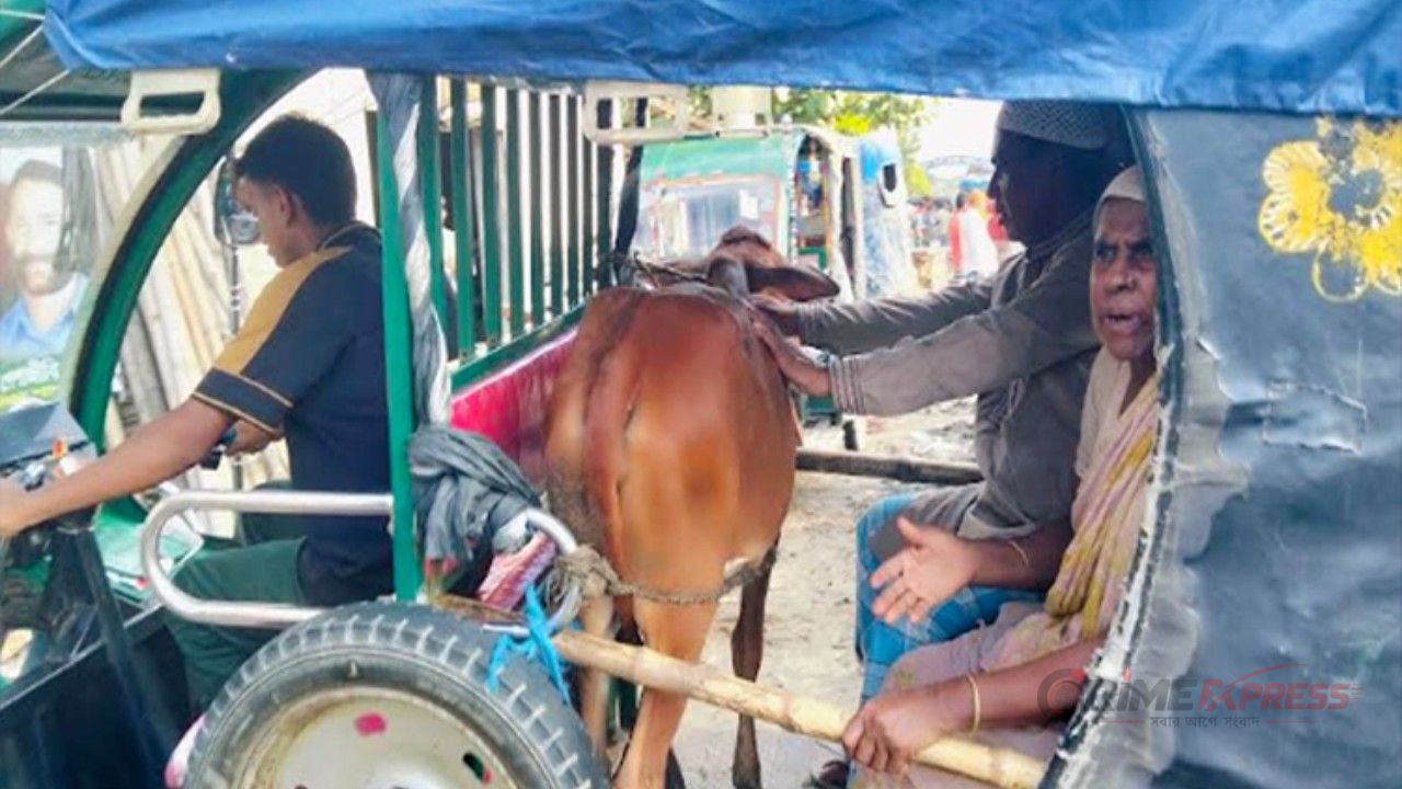 হাটে গিয়ে হারানো গরু ফিরে পেলেন অসহায় নারী